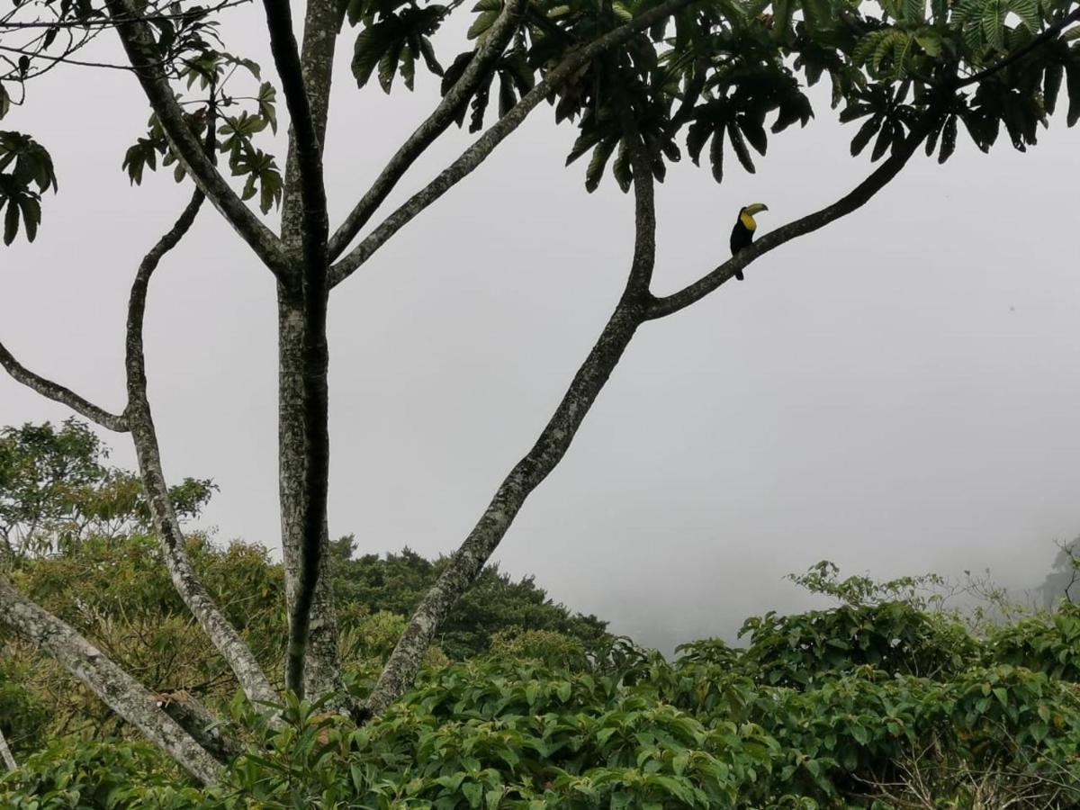 Cabanas El Bosque Turrialba Exterior foto